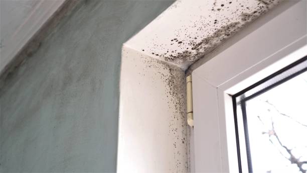 Best Attic Mold Remediation in England, AR