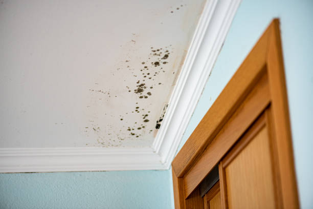 Best Insurance-Related Mold Remediation in England, AR