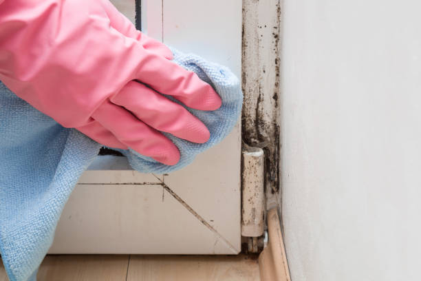 Best HVAC Mold Remediation in England, AR